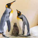 Königspinguine im Tiergarten Schönbrunn: Baby geboren