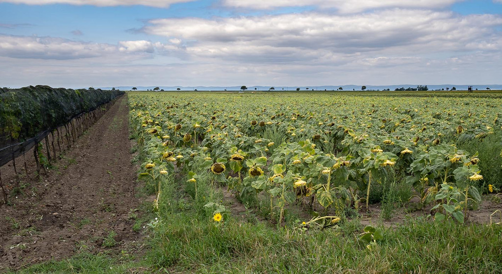 10_ RW Neusiedlersee.jpg