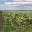 10_ RW Neusiedlersee.jpg