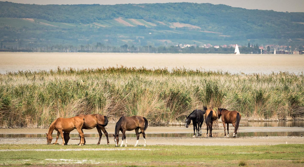 11_ RW Neusiedlersee.jpg