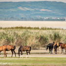 11_ RW Neusiedlersee.jpg