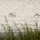 12_ RW Neusiedlersee.jpg