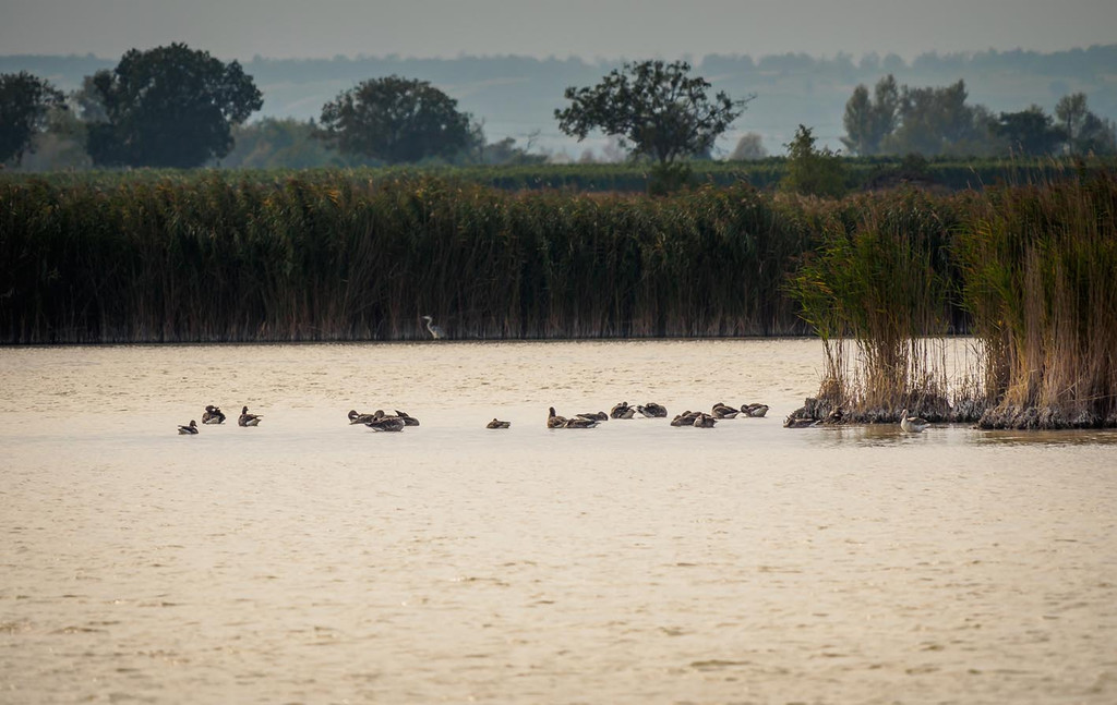 13_ RW Neusiedlersee.jpg