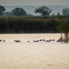 13_ RW Neusiedlersee.jpg