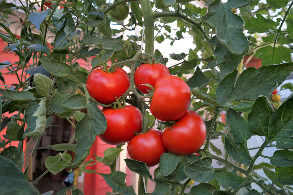 Tomatenkurs _1_.JPG