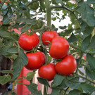 Kurs "Alles Tomate"