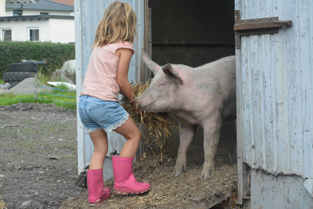 schweine versorgen.jpg