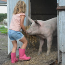 schweine versorgen.jpg