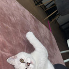 Katze Bild 2.jpg