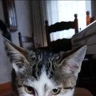 Katze zugelaufen