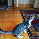 IMG-20210909-WA0007.jpg