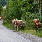 Alpabtrieb 2021 Dalaaser Spullers K__he _2_.jpg