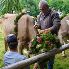 Alpabtrieb 2021 Dalaaser Spullers K__he _49_.jpg