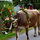 Alpabtrieb 2021 Dalaaser Spullers K__he _83_.jpg