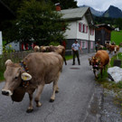 Alpabtrieb 2021 Dalaaser Spullers K__he _90_.jpg