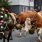 Alpabtrieb 2021 Dalaaser Spullers K__he _94_.jpg