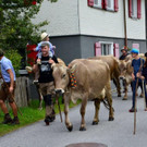 Alpabtrieb 2021 Dalaaser Spullers K__he _96_.jpg