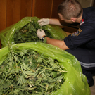 Mit Hanf-Plantage zwangsversteigert