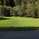 Reh und Hirsch bei Felders