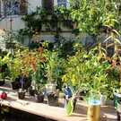 Pflanzentauschb__rse in MELITTAS GARTEN im HERBST 25-09-2021 _2_.JPG