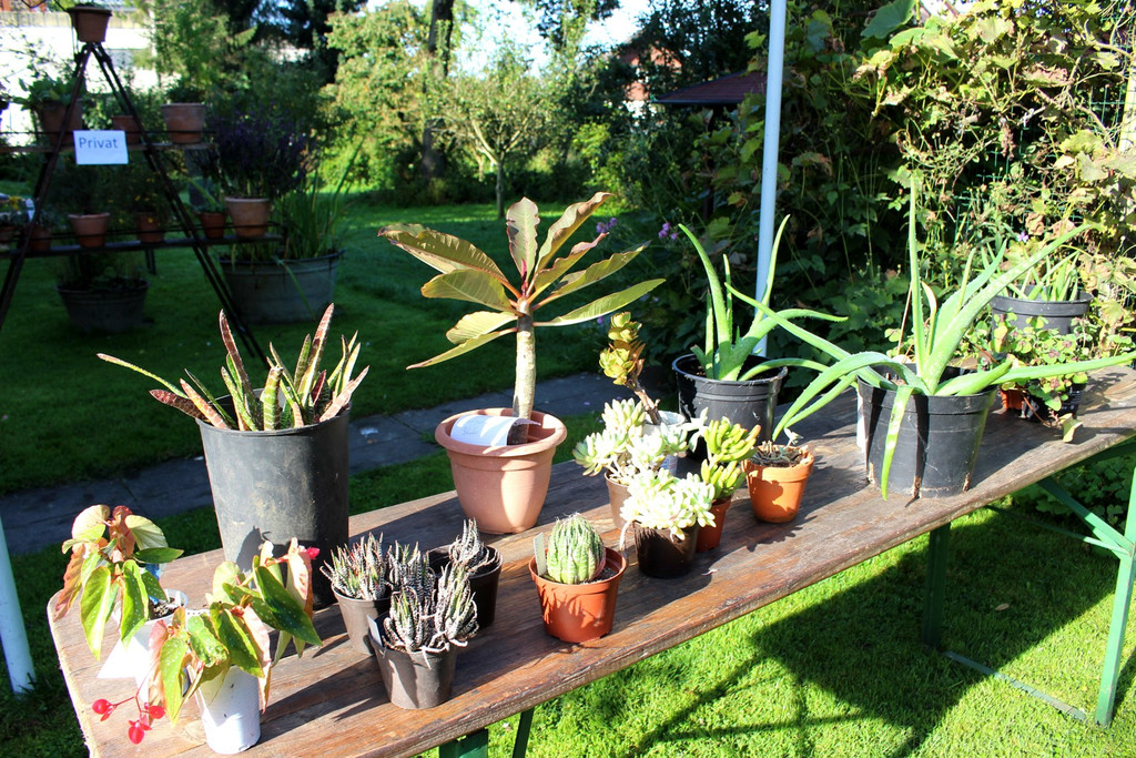 Pflanzentauschb__rse in MELITTAS GARTEN im HERBST 25-09-2021 _3_.JPG