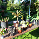 Pflanzentauschb__rse in MELITTAS GARTEN im HERBST 25-09-2021 _3_.JPG