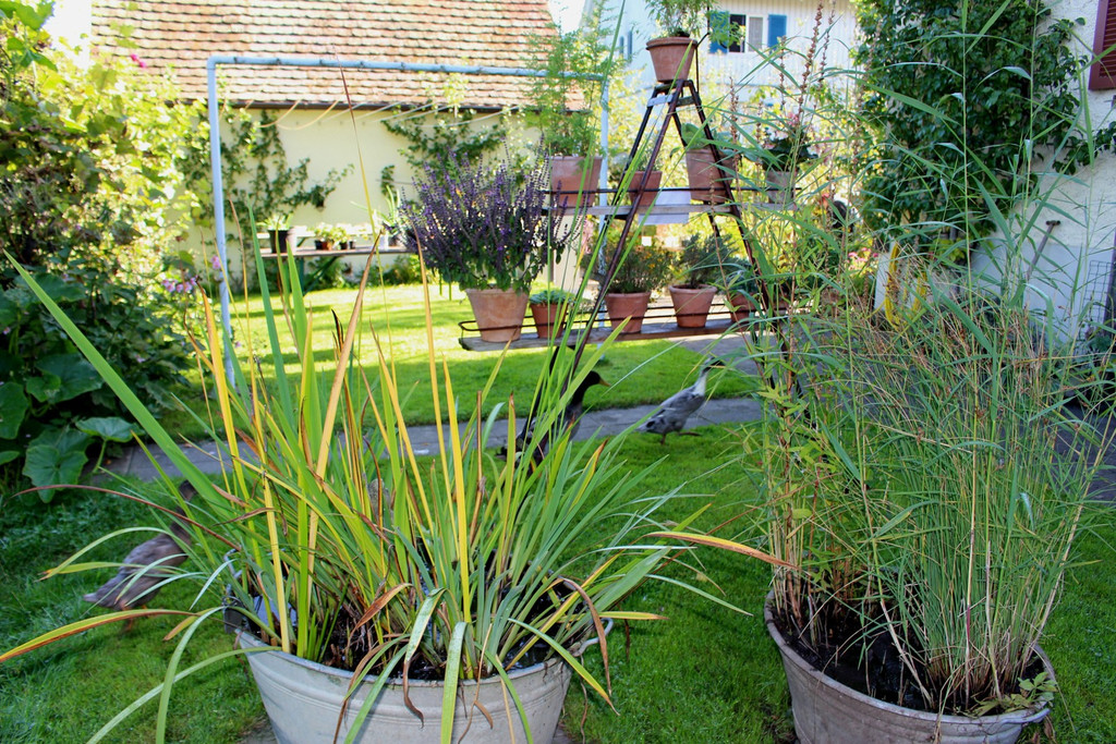 Pflanzentauschb__rse in MELITTAS GARTEN im HERBST 25-09-2021 _5_.JPG