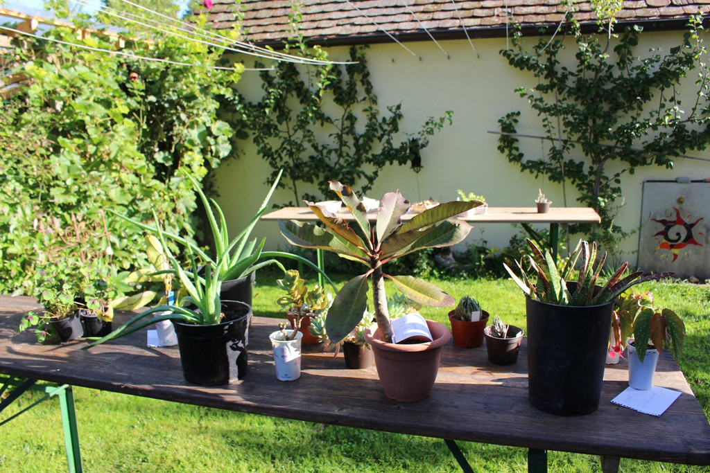 Pflanzentauschb__rse in MELITTAS GARTEN im HERBST 25-09-2021 _7_.JPG