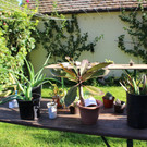 Pflanzentauschb__rse in MELITTAS GARTEN im HERBST 25-09-2021 _7_.JPG