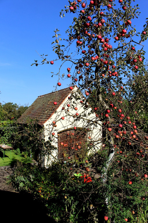 Pflanzentauschb__rse in MELITTAS GARTEN im HERBST 25-09-2021 _15_.JPG
