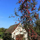 Pflanzentauschb__rse in MELITTAS GARTEN im HERBST 25-09-2021 _15_.JPG