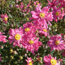 Anemone kr____ftig rosa halbgef.jpg