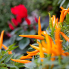 HL8A9453-3.jpg
