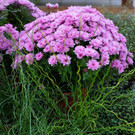 HL8A9496-3.jpg