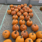 image00006.jpg