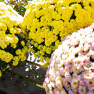 Gartentipp: Blühende Hingucker in herbstlichen Zeiten