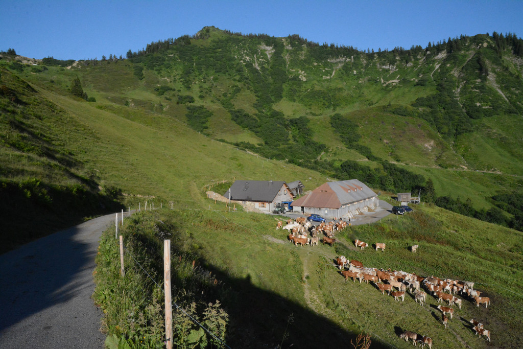DSC_1809 Alpe Gampernest.JPG