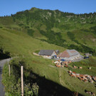 DSC_1809 Alpe Gampernest.JPG