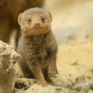 Nachwuchs bei den Südlichen Zwergmangusten im Tiergarten Schönbrunn: Bilder der Babys