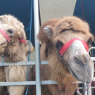 Zirkus Berlin in Aktion 