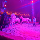 Zirkus1.jpg