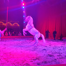 Zirkus3.jpg