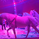 Zirkus4.jpg