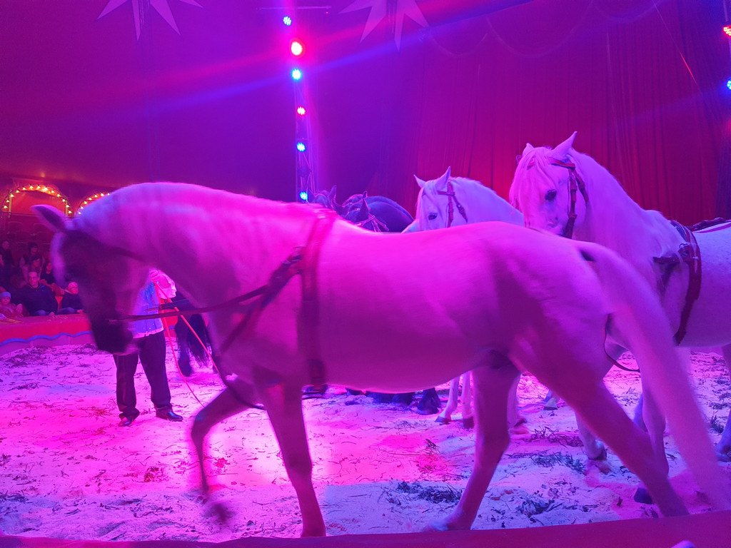 Zirkus4.jpg