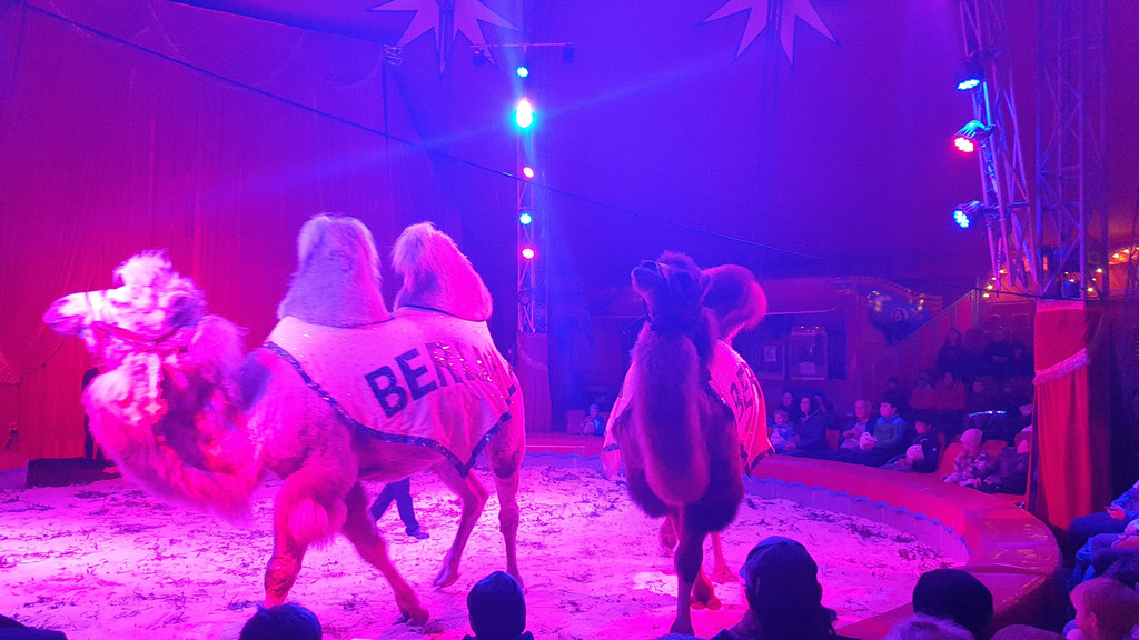 Zirkus5.jpg