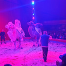 Zirkus6.jpg