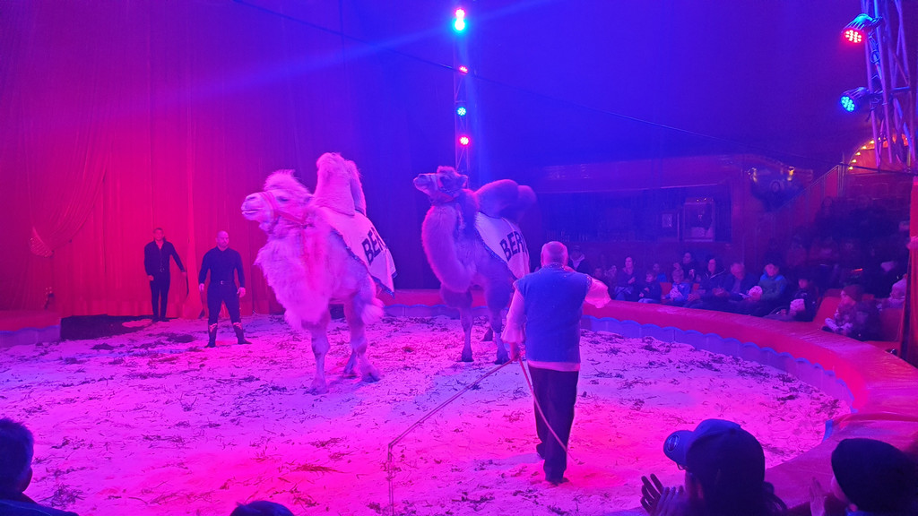 Zirkus6.jpg