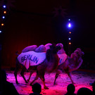Zirkus13_1.JPG