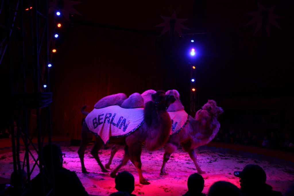 Zirkus13_1.JPG