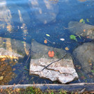 BTC-A Forumstauchgang 24.10.2021